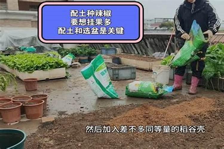 幼苗辣椒喷是什么叶面肥最好
