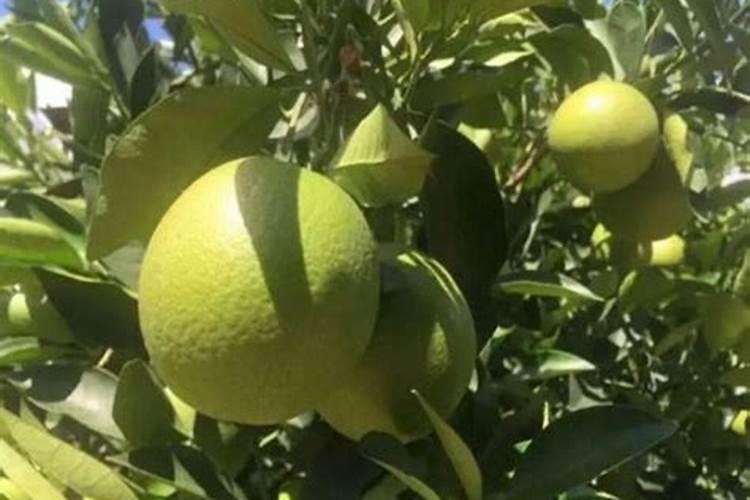 怎样根据甜菜需肥特点进行施肥？