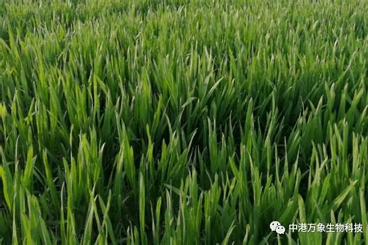 小麦返青期打戊唑醇磷酸二氢钾芸苔素噻虫嗪可以吗？