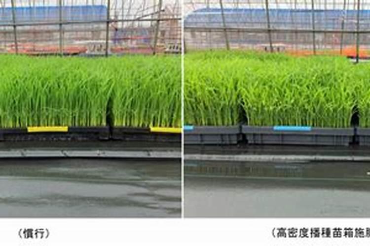 非洲茉莉苗床插插栽培技术