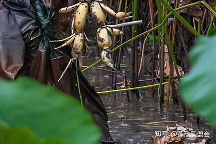 果树促花用什么叶面肥好？