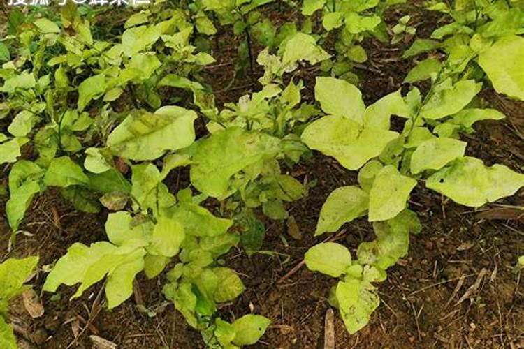 黄皮树什么时候崔花？