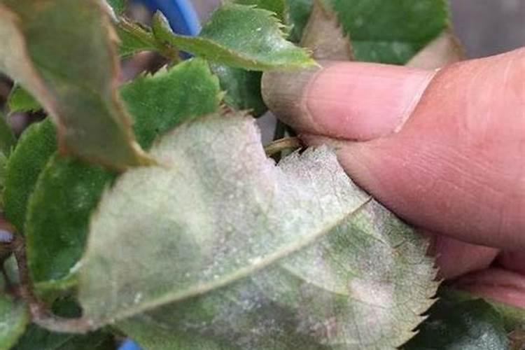 什么可以作为花的肥料,月季花最好的肥料