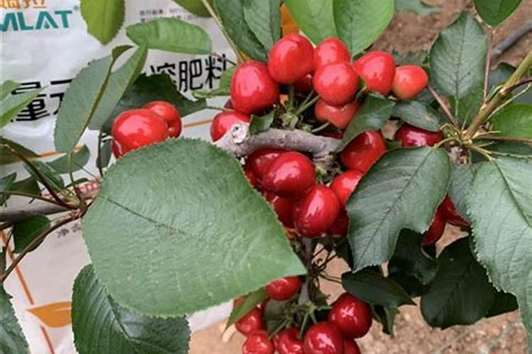 大樱桃果实膨大期施什么冲施肥
