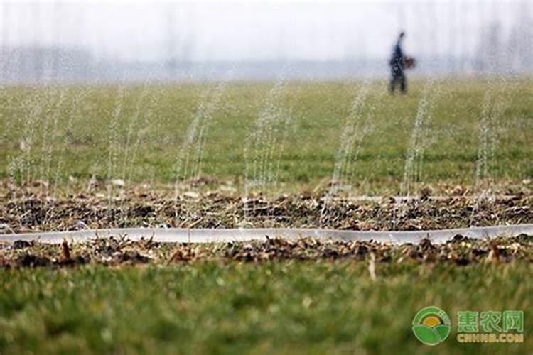 矮麦冬草什么时候施肥合适？哪种肥料？叶、根枯烂用什么药较好？谢谢