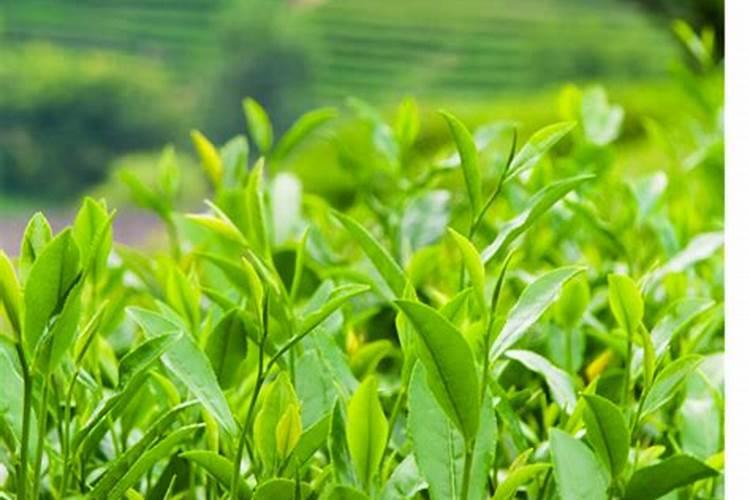 辣椒里面含什么成分