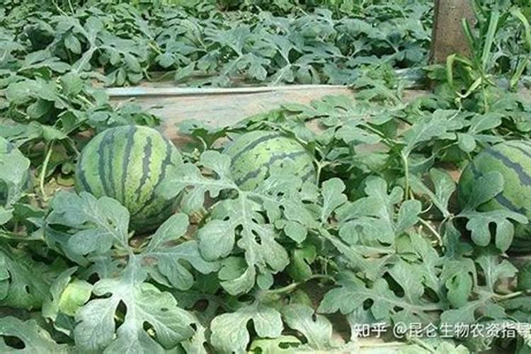 高粱晋杂22号栽培要点