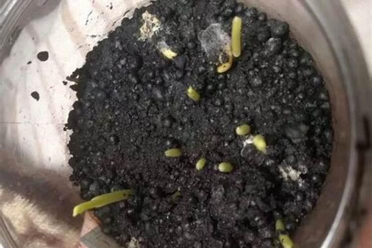 种藕哪些肥料好