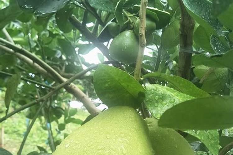 新栽柚子树怎么施肥？