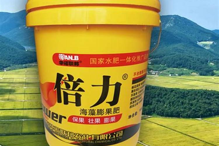 松果和橡果的区别