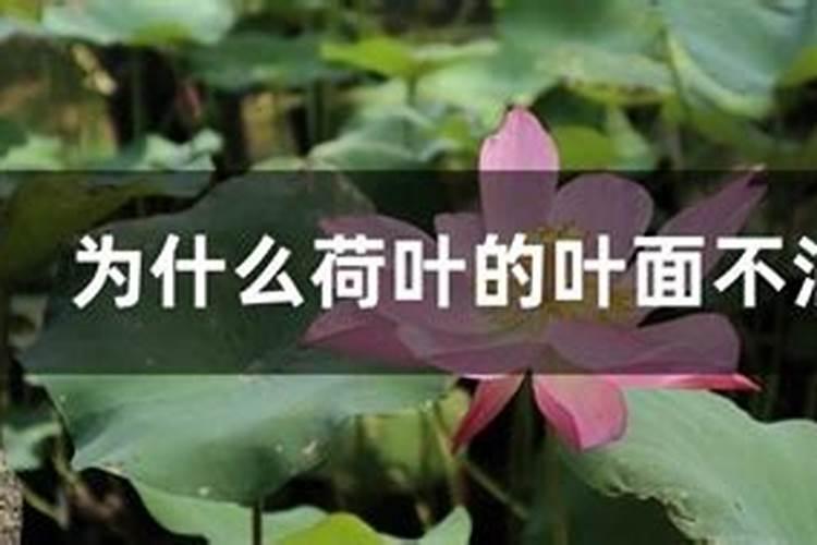 两个03叶面肥使用方法