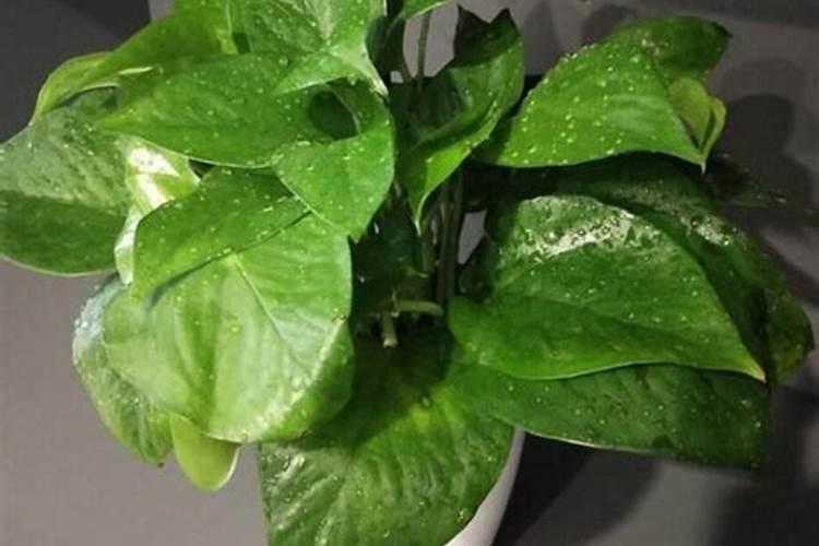 绿萝换盆后多久浇水