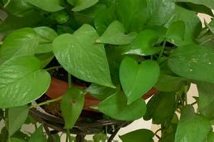 绿萝换盆后多久浇水