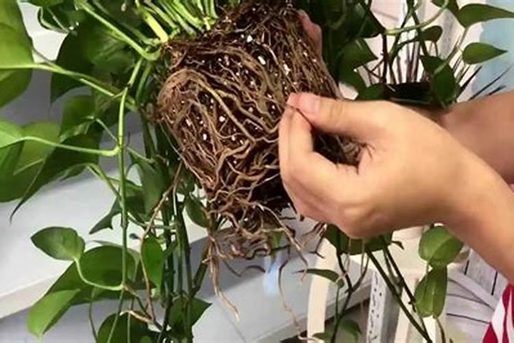 秋季绿萝换盆怎样施肥