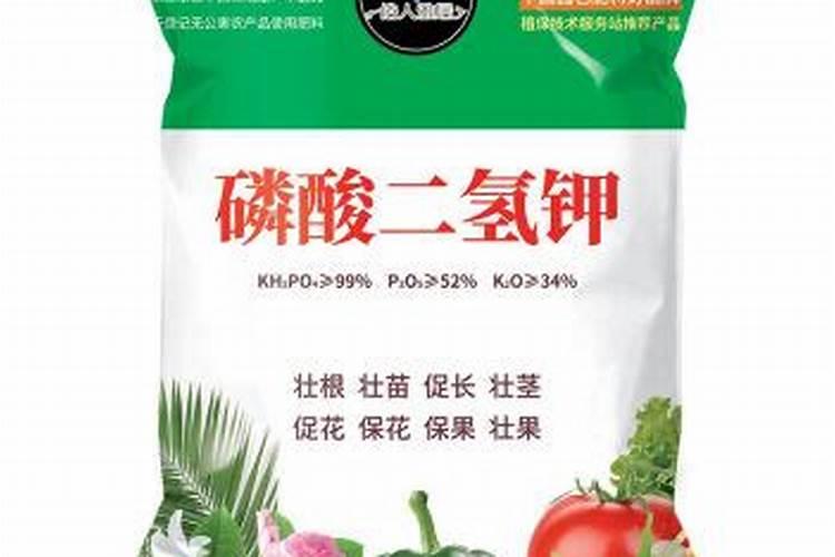 大香芋的种植方法