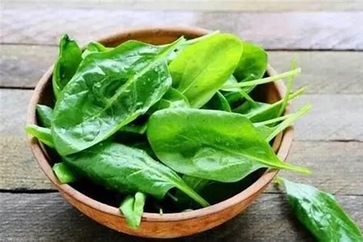 越夏菠菜种植时需克服哪些问题 菠菜应该怎么种植