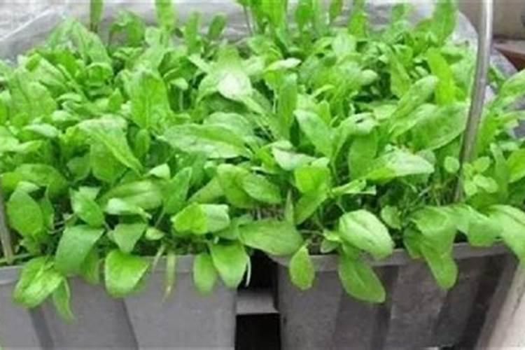 给菠菜施什么肥料能让它快速长起来