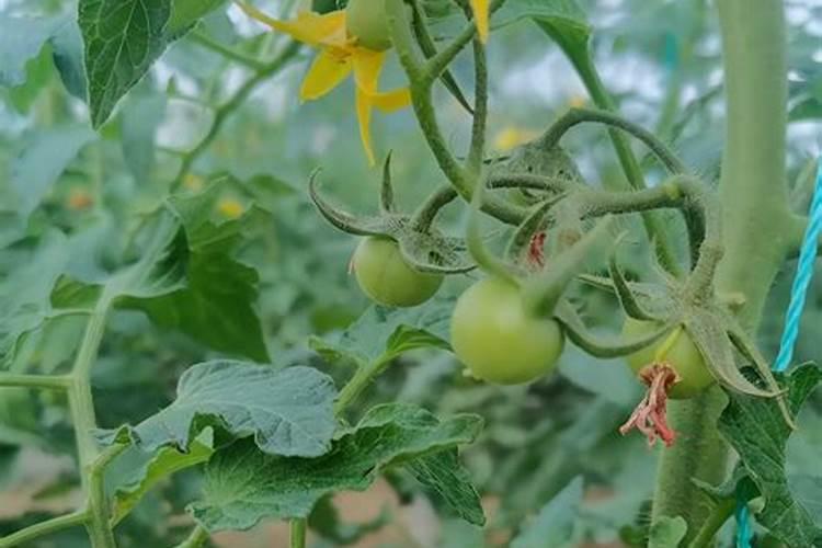 那些蔬菜可以用叶面肥