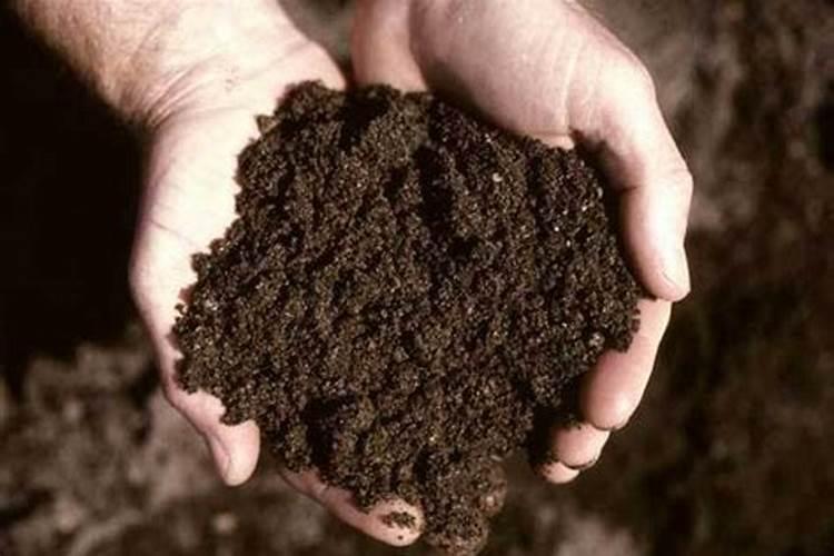 养栀子花的肥料 栀子花最好的肥料是什么怎么施