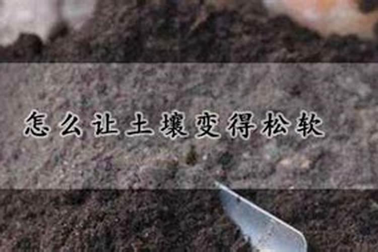 土壤中有哪些动物、植物？