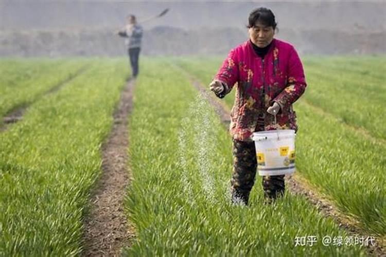 菌肥烧根吗