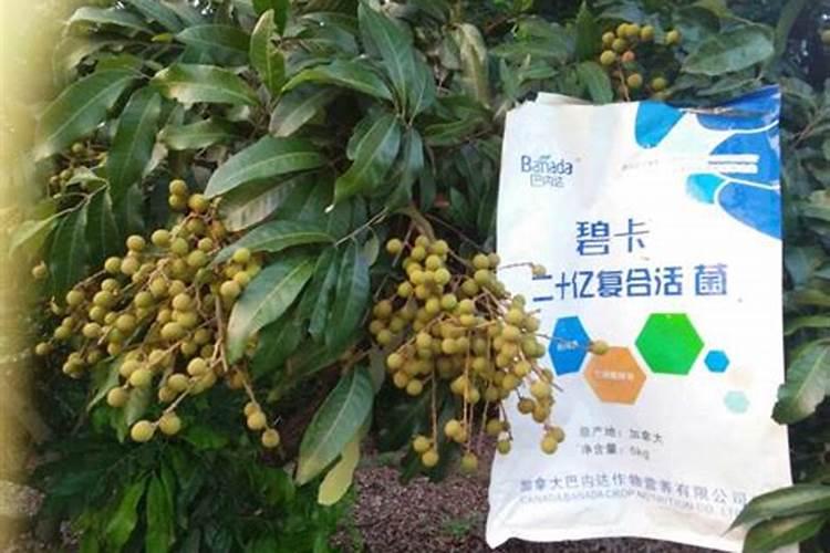 吃什么菜补钙效果最好