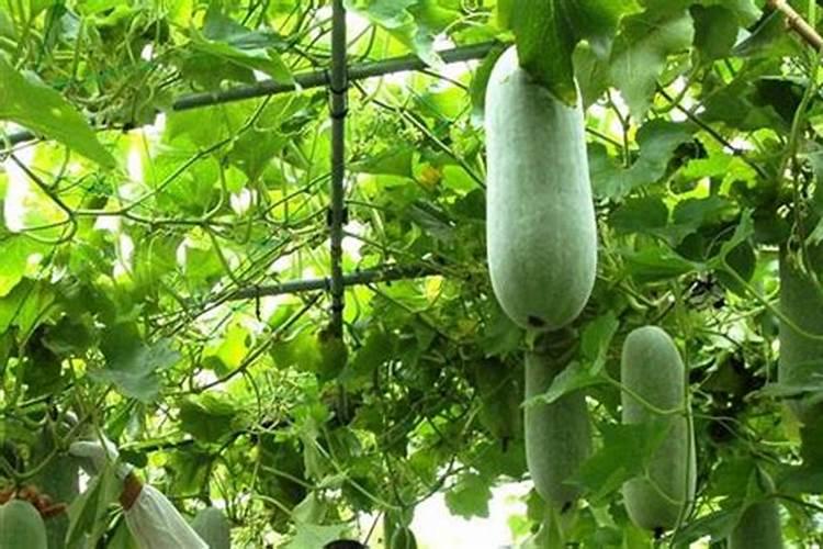 种冬瓜施什么肥好种冬瓜怎么施肥