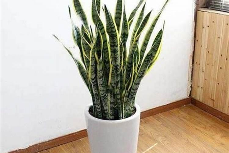复合肥几天见效果