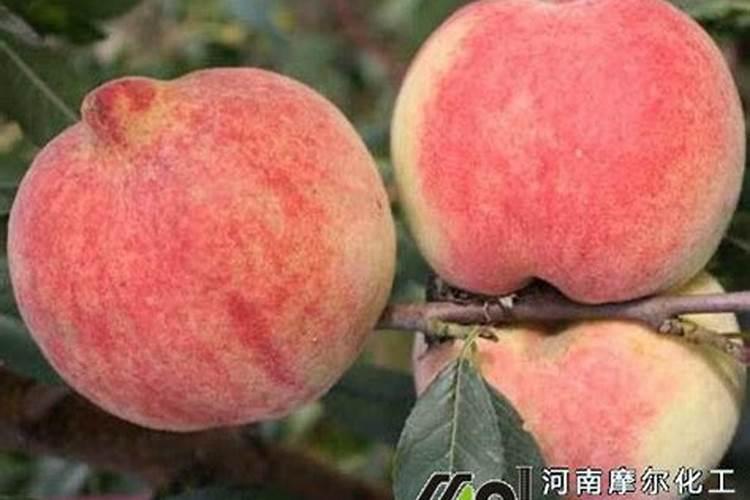 桃树底肥放什么肥好(底肥施用方法)