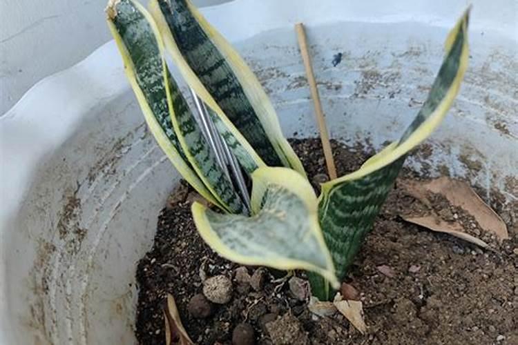 虎皮兰都上什么肥料