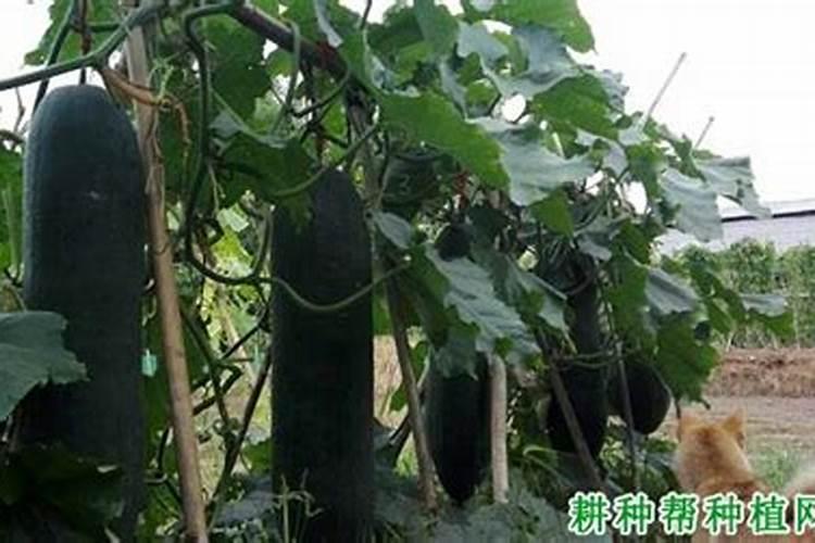 老师冬瓜怎么会长成这样啊!