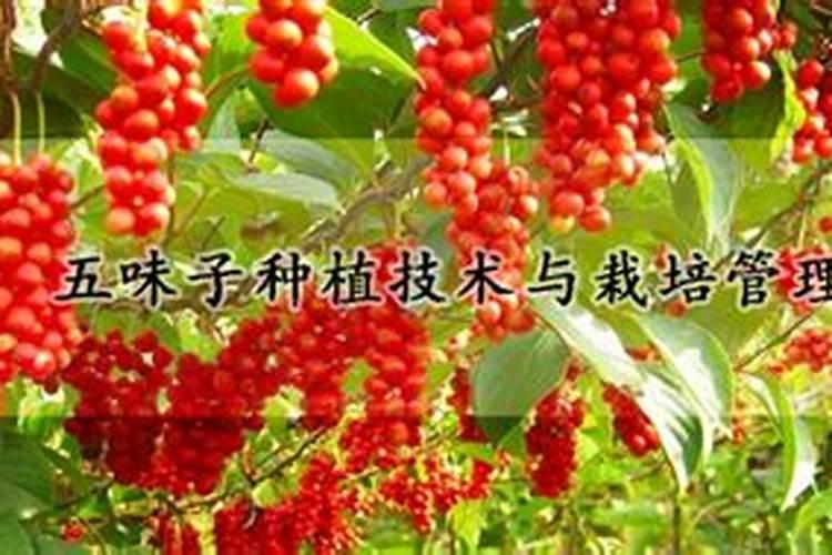 北五味子花期施肥管理方法 如何在北五味子花期施肥