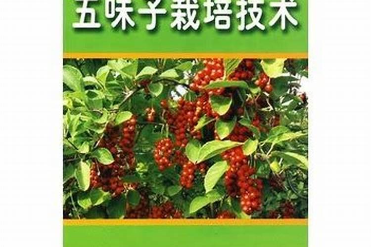 北五味子花期施肥管理方法如何在北五味子花期施肥