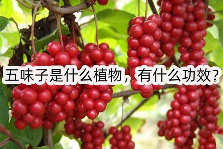 五味子的田间管理种植四大要点介绍!