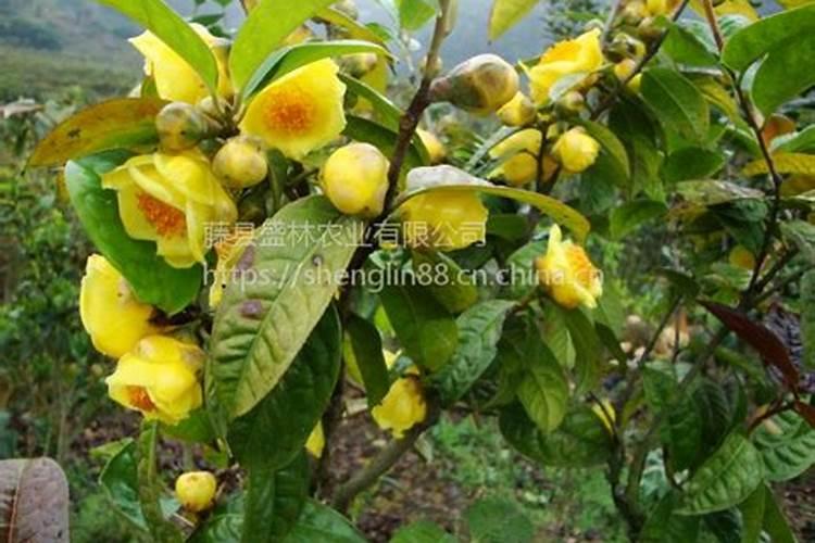 七月中旬金花茶适合施肥吗？我的那个日本海棠得了什么病怎么处理呢？