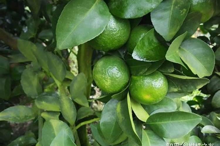 甜瓜授粉15天后冲平衡肥还是高钾肥好？