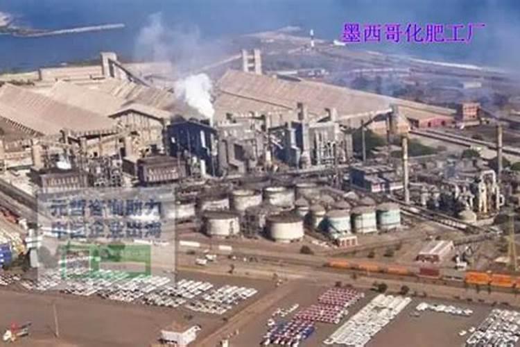 墨西哥铁树的养殖方法和注意事项