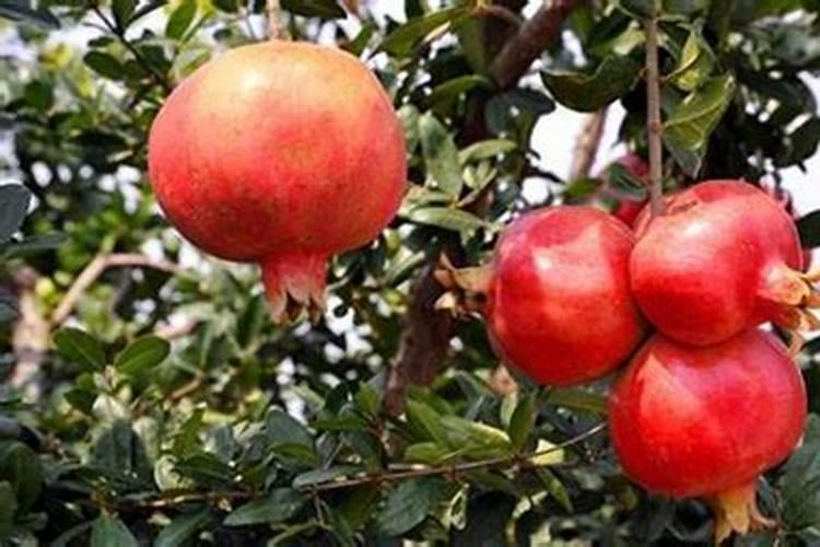 黄瓜开花时打什么药？