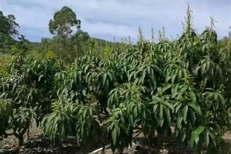 美国世多乐哈维果水溶肥4千克一袋的多少钱？