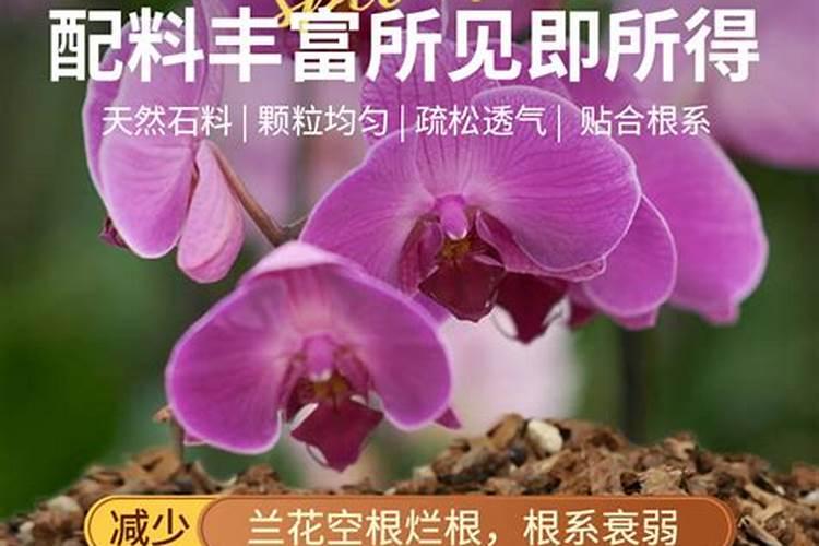 兰花用什么肥料最好