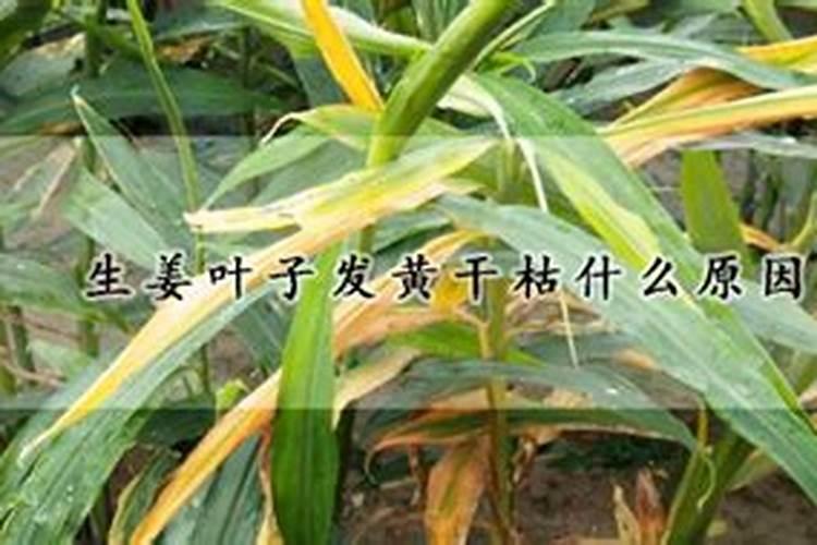 碘硼钾是什么叶面肥在生姜上用行吗？