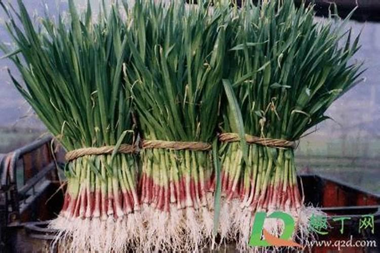 怎么给植物补钾效果好？