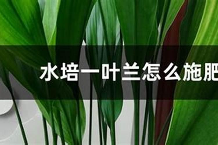 蜈蚣草为什么会烂
