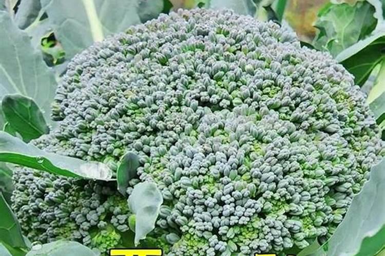 西兰花怎么时候追肥