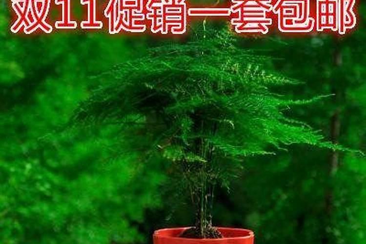 都有哪些花可以嫁接