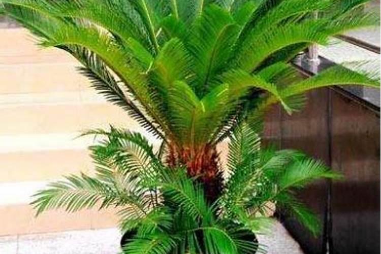赤霉素加芸苔素应该怎么兑水？
