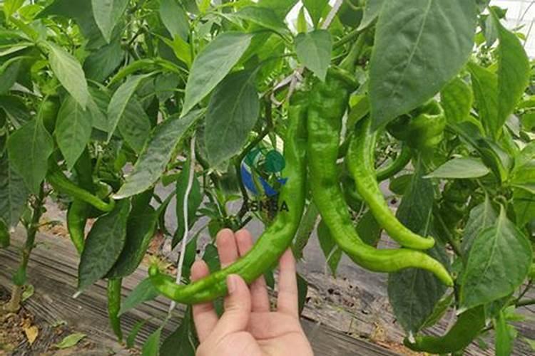 免登记的氨基酸水溶肥可以添加植物生长调节剂吗
