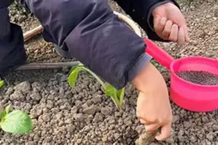 种菜复合肥怎么使用正确 多久施一次