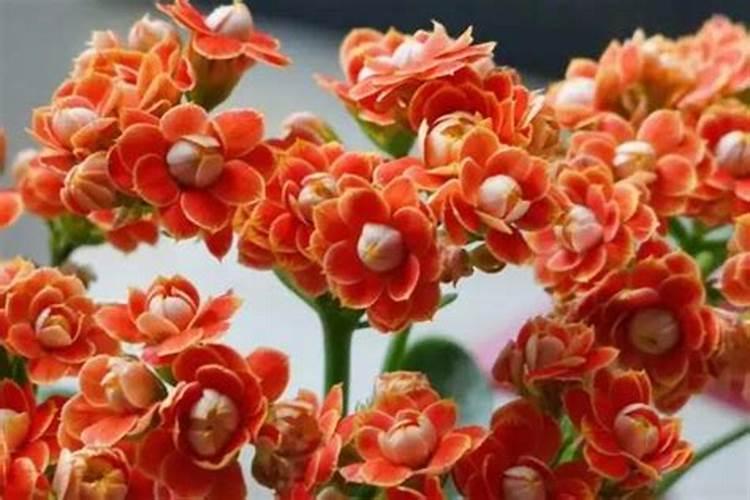 长寿花夏天可以施肥吗