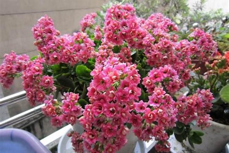 长寿花夏天可以施肥吗,长寿花施肥技巧